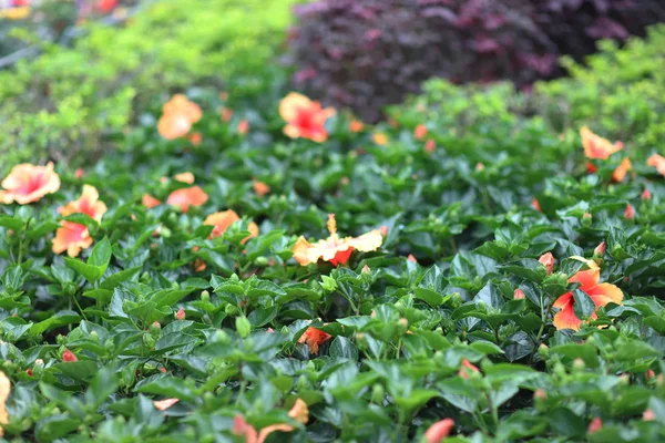 Un fiore di Hibiscus con terra di fondo della natura — Foto Stock