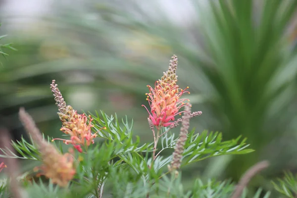 Grevillea robusta doğa arka plan ile — Stok fotoğraf