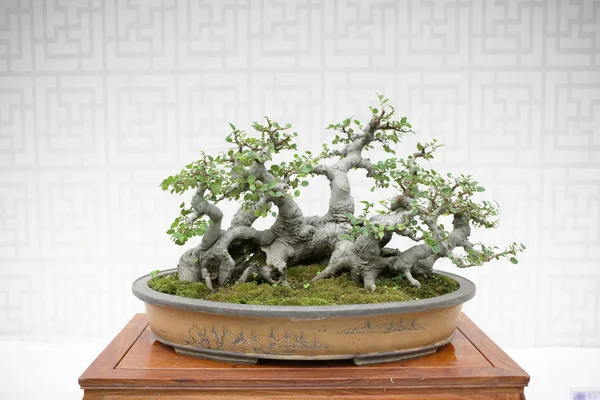 Bonsai en Penjing landschap met miniatuur — Stockfoto