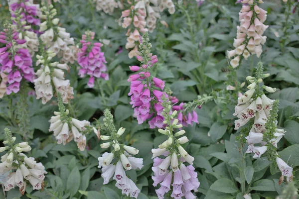 Common foxglove flowers in natural vegetation ambiance — Stock Photo, Image