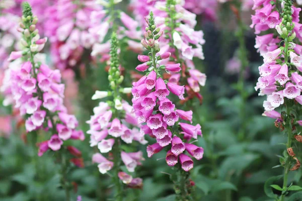 Common foxglove flowers in natural vegetation ambiance — Stock Photo, Image