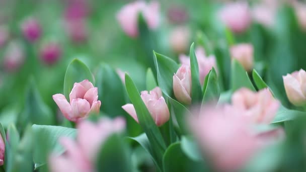 Hermosa Flor Tulipanes Campo Tulipán — Vídeo de stock