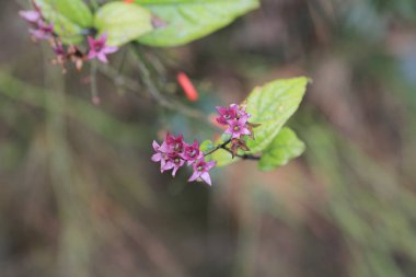Genç çiçek bahçesi tesisi