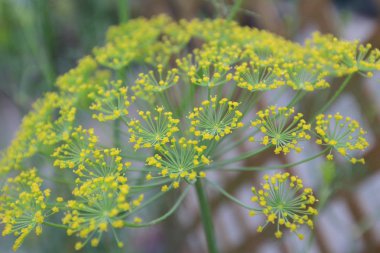 çiçek ve bitki doğa teması