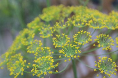 çiçek ve bitki doğa teması