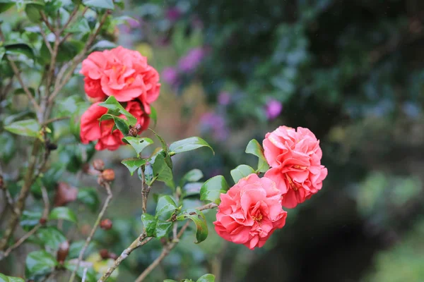 Camellia japonica debiutant, Apartament bloom różowy — Zdjęcie stockowe