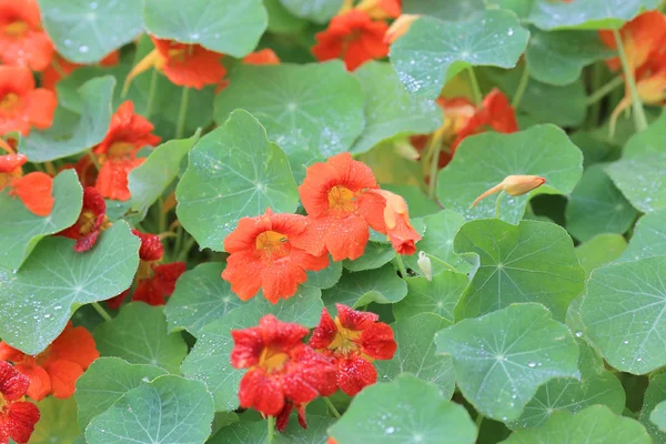 Ein Naturthema aus Pflanzen und Blumen — Stockfoto