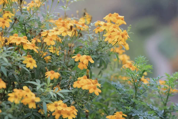 Fiore giallo — Foto Stock