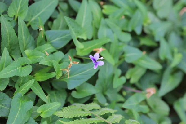 Jeune plante de jardin fleur — Photo