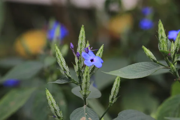 En natur tema växt och blomma — Stockfoto