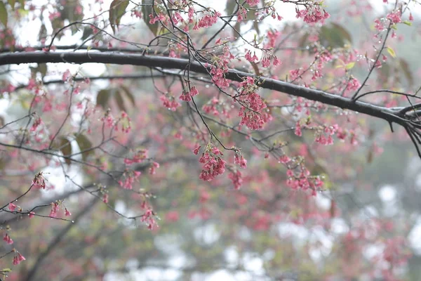 春の日にピンクの花紅白花 — ストック写真