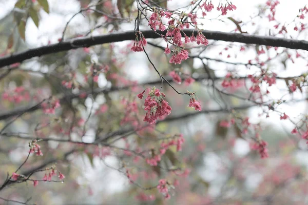 Pembe çiçek sukura çiçek bir bahar gününde — Stok fotoğraf