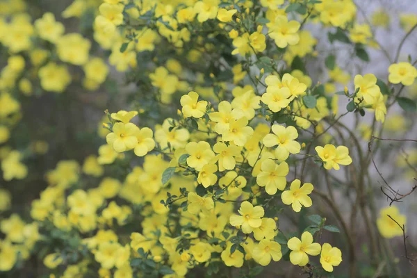 Gele bloem — Stockfoto