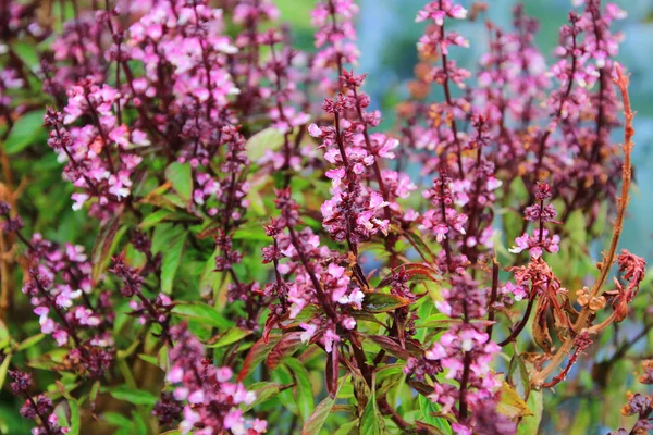 Ocimum kiliman basilicum manjericão planta erva fechar folha — Fotografia de Stock