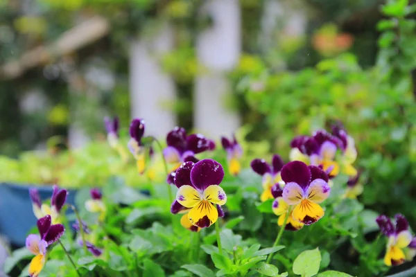 트리 올 로칸 시 꽃 자연 그대로 의 뒷 배경 식물, — 스톡 사진