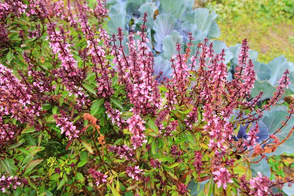 Ocimum kiliman basilicum manjericão planta erva fechar folha — Fotografia de Stock