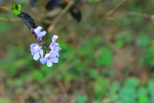 Floraison des parterres de fleurs dans le spectacle de fleurs — Photo