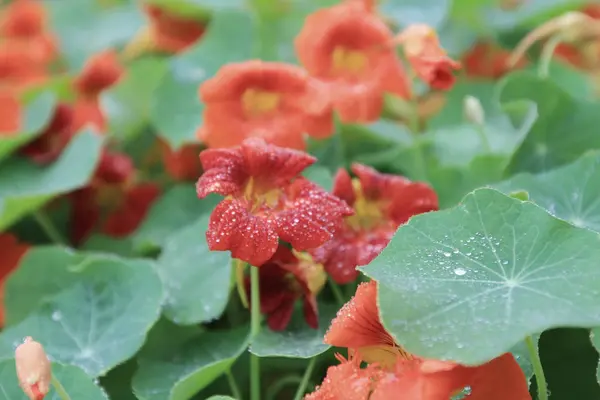 Dreifarbiges Stiefmütterchen Blütenpflanze natürlicher Hintergrund, — Stockfoto