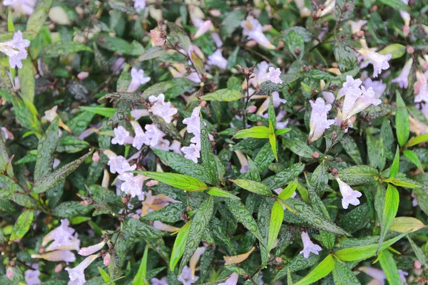 Floraison des parterres de fleurs dans le spectacle de fleurs — Photo