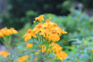  Güzel Kasımpatı çiçeği doğaya yakın çekim