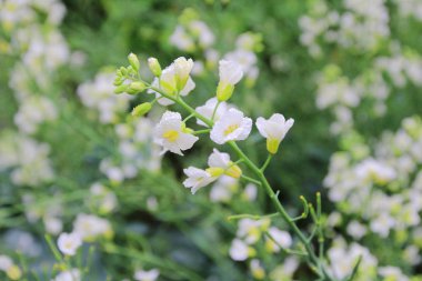 Bahçe çiçek show at Snapdragon çiçek