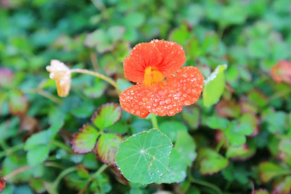 Une plante de fleur de panse tricolore fond naturel, — Photo