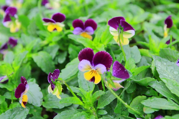 Tricolor floare pansy plante naturale spate sol , — Fotografie, imagine de stoc