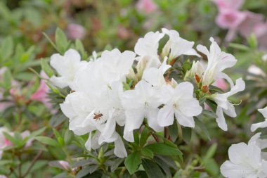 Ormangülü degronianum çiçekler çok güzel closeup