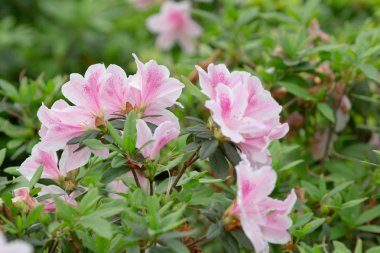 Ormangülü degronianum çiçekler çok güzel closeup