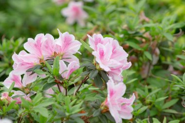 Ormangülü degronianum çiçekler çok güzel closeup