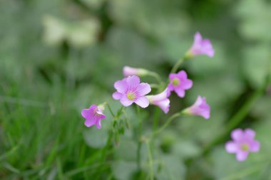Çiçek yatak oxalis violacea çok yıllık bitki