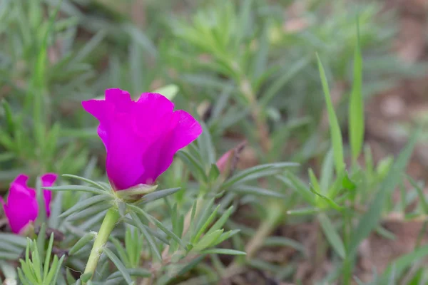 Mousse Rose de Jardin Portulaca grandiflora Feuilles Vertes — Photo