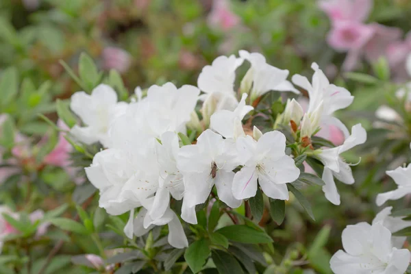 Primer plano de hermosas flores de Rhododendron degronianum — Foto de Stock