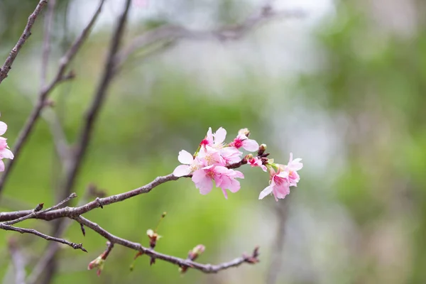 Wiśniowe kwitnące/różowe drzewo kwiatu wiśniowego lub kwiat Sakura — Zdjęcie stockowe