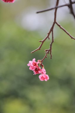 Cheung chau, kiraz çiçeği