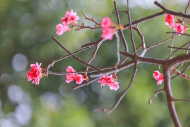 Cheung chau, kiraz çiçeği