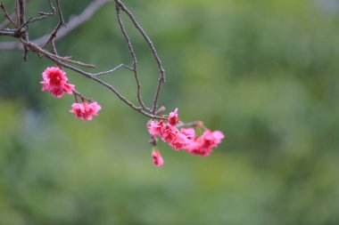 Cheung chau, kiraz çiçeği