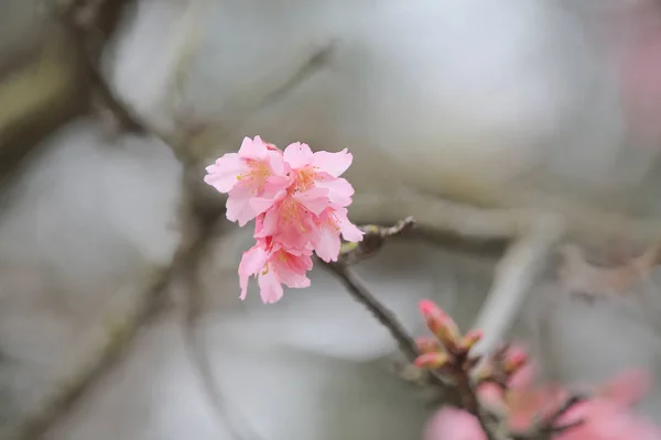 Fleur de cerisier au cheung chau — Photo