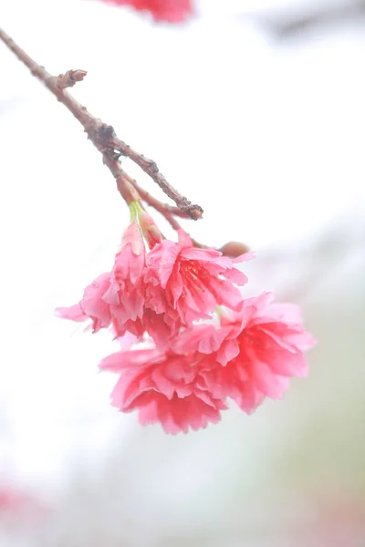 Цветущая вишня в Ченг Чау — стоковое фото