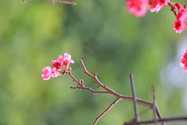 Fleur de cerisier au cheung chau — Photo