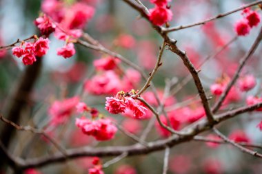  Cheung chau, kiraz çiçeği