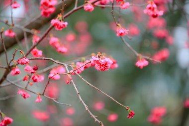  Cheung chau, kiraz çiçeği