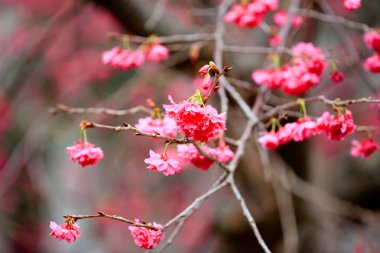  Cheung chau, kiraz çiçeği