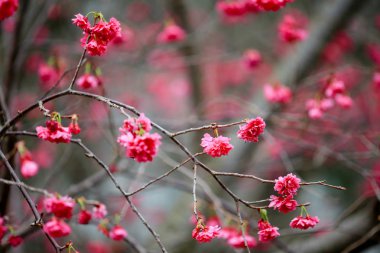 Cheung chau, kiraz çiçeği