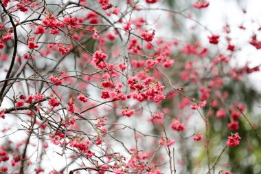  Cheung chau, kiraz çiçeği