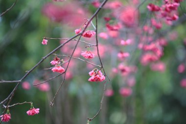 Cheung chau, kiraz çiçeği