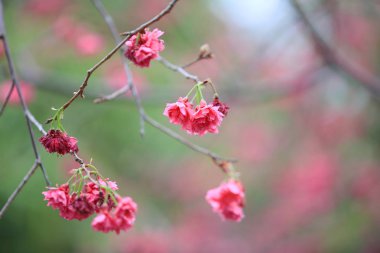 Cheung chau, kiraz çiçeği