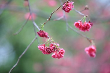 Cheung chau, kiraz çiçeği