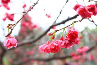Hong Kong 'da Cherry Blossom