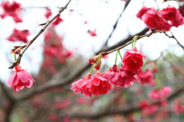 Hong Kong 'da Cherry Blossom